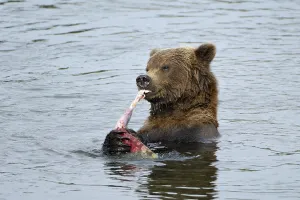 Alaska brown bear (ursus arctos) eating salmon