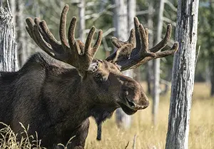 Alaska moose (Alces alces)