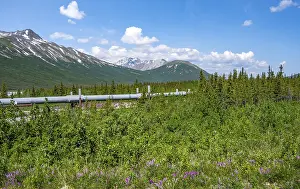Framed Print : Alaska Pipeline Oil Pipeline, Alaska Range Framed Print : Alaska Pipeline Oil Pipeline, Alaska Range