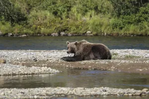 Alaskan brown bear (grizzly bear) resting on the riverbank
