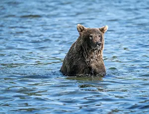 Alaskan grizzly bear (Ursus arctos horribilis)