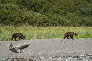 Alaskan grizzly bear (Ursus arctos horribilis)