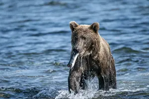 Alaskan grizzly bear (Ursus arctos horribilis)