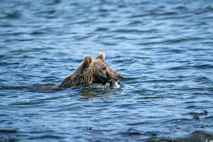 Alaskan grizzly bear (Ursus arctos horribilis)
