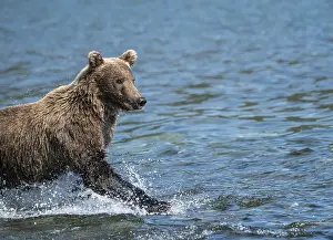 Alaskan grizzly bear (Ursus arctos horribilis)