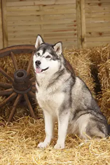 Alaskan Malamute, bitch
