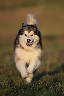 Alaskan Malamute, bitch running across a meadow