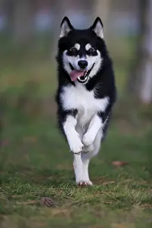 Alaskan Malamute (Canis lupus familiaris)