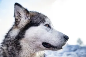 Alaskan malamute close-up of the head