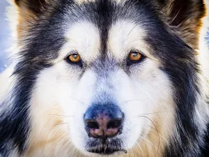 Alaskan malamute close-up of the head