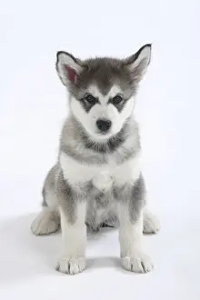 Alaskan Malamute, puppy, 8 weeks