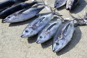 Albacore tuna fish Thunnus Alalunga catch in fishing tourney