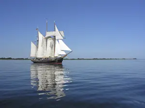 Albatross