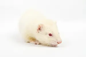 Albino ferret, lying on a white background Isolated on white background