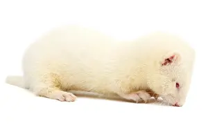 Albino ferret, lying on a white background Isolated on white background