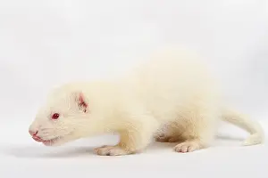 Albino ferret, lying on a white background Isolated on white background