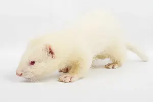 Albino ferret, lying on a white background Isolated on white background