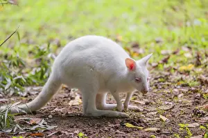 An albino Red-necked wallaby or Bennett's wallaby (Macropus rufogriseus)