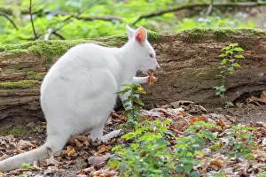 An albino red-necked wallaby or Bennett's wallaby (Macropus rufogriseus)