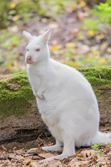 An albino red-necked wallaby or Bennett's wallaby (Macropus rufogriseus)