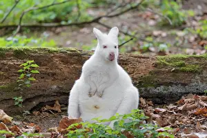 An albino red-necked wallaby or Bennett's wallaby (Macropus rufogriseus)