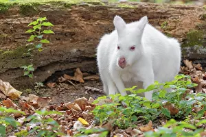An albino red-necked wallaby or Bennett's wallaby (Macropus rufogriseus)
