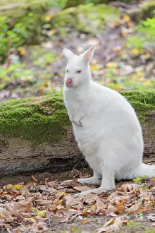 An albino red-necked wallaby or Bennett's wallaby (Macropus rufogriseus)