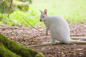 An albino Red-necked wallaby or Bennett's wallaby (Macropus rufogriseus)