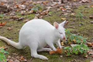 An albino Red-necked wallaby or Bennett's wallaby (Macropus rufogriseus)