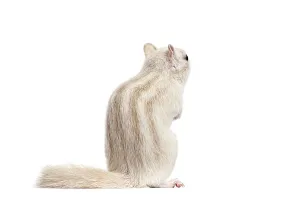 Albino Siberian chipmunk, Eutamias sibiricus