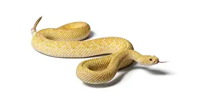 Albinos western diamondback rattlesnake