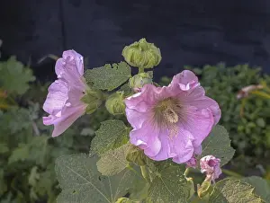 Alcea rosea three flowers blooming on a flowerbed