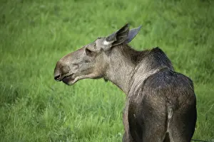Alces alces