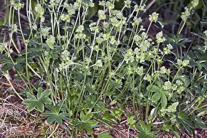 Alchemilla alpina, Alpine Lady's Mantle