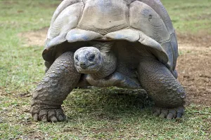 Aldabra giant tortoise (Aldabrachelys gigantea), captive, La Vanille Crocodile Park, Riviere des Anguilles, Mauritius, Africa