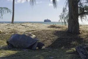 Aldabra giant tortoise (Aldabrachelys gigantea)