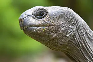 Aldabra Giant Tortoise (Aldabrachelys gigantea)