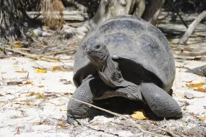 Aldabra Giant Tortoise (Aldabrachelys gigantea)