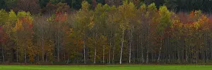 Alder autumn forest