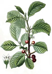 Alder Buckthorn (Rhamnus frangula)