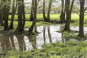 Category Forests Prints: Alder quarry forest (Alnus glutinosa)