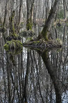 Alder quarry forest in early spring