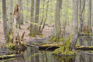 Alder scrub forest, black alders (Alnus glutinosa) standing in the water