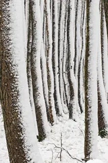 Alders in Bruchwald, Erlenbruch