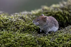 Framed Print : An alert bank vole (Myodes glareolus) on a moss-covered branch