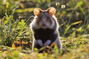 Alert European hamster, Eurasian hamster