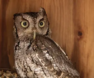 Alert female eastern screech owl Megascops asio in a nest box in Bonita Springs