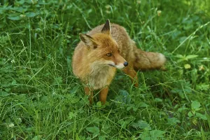 Category Wildlife DE Prints: An alert fox in the tall grass of a wooded area