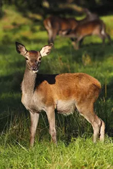 Alert Red deer (Cervus elaphus)