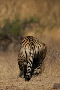 Alert tiger stalking away in the dry grasses of the dry deciduous forest of Ranthambore tiger reserve